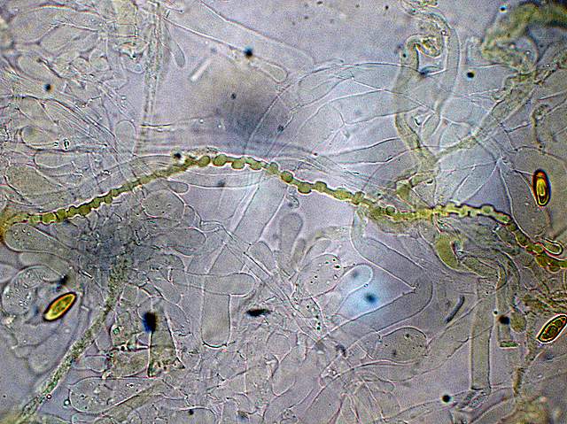 Xerocomus bubalinus   (Oolbekk. & Duin)  Redeuilh